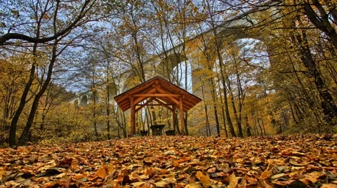 Autumn timelapse in forest Video stock 67863083