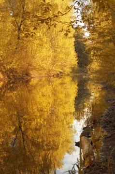 Autumn tints Stock Photos