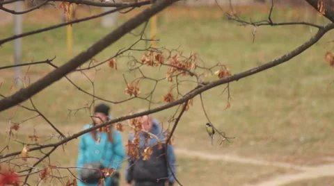 Autumn, tit on a branch 動画素材 43943312