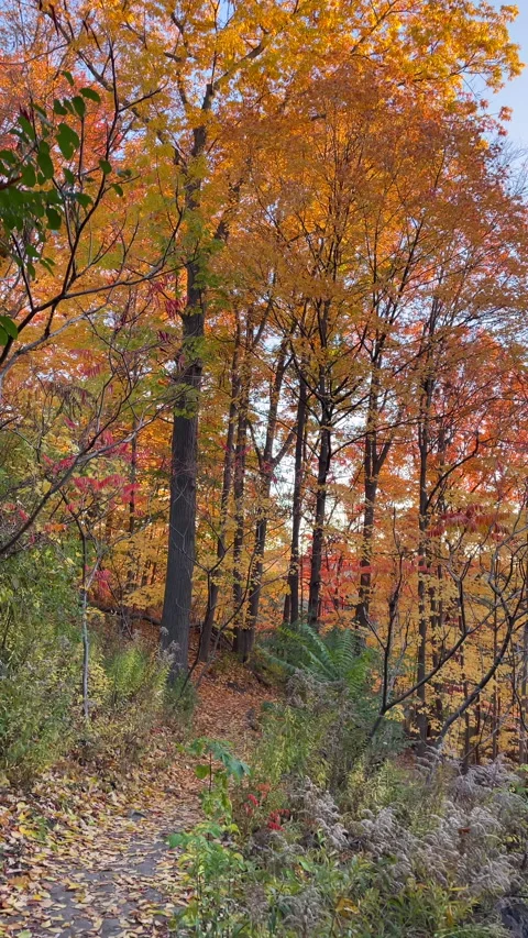 Autumn in Toronto Stock Footage 220041840