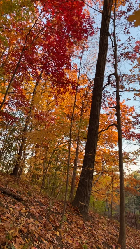 Autumn in Toronto Stock Footage 220042008