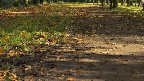 Autumn trail 库存影片 85015727