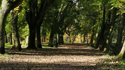 Autumn trail Stock Footage 85166965