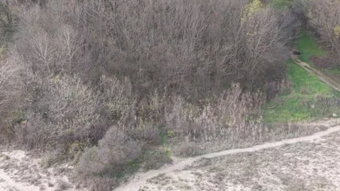 Autumn Trail in Leafless Forest Captured by Drone Stock Footage 321121170