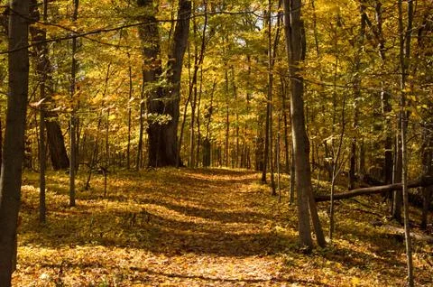 Autumn trail. Stock Photos
