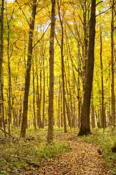 Autumn Trail Stock Photos