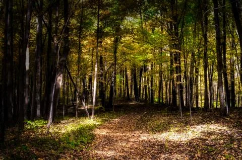 Autumn Trail Foto stock