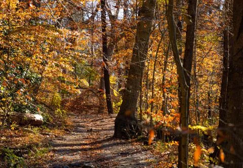 Autumn Trails Stock Photos