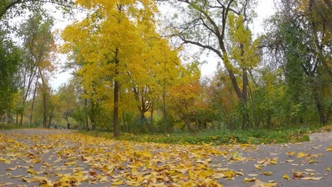 Autumn transition process Stock Footage 205473279