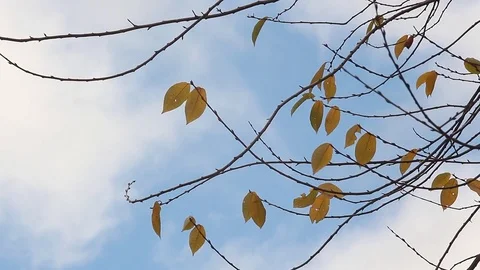 Autumn tree against the background of floating clouds. Stock Footage 75389536