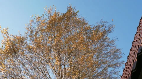 Autumn tree against the sky Stock Footage 164675179