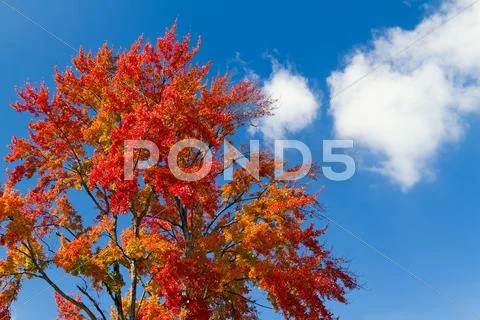 Autumn Tree And Cloud Stock Photos