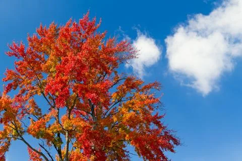 Autumn Tree And Cloud 写真素材