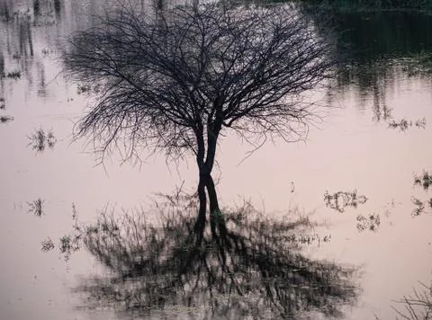 An autumn tree and its reflection 写真素材