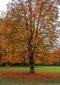 Autumn tree and leafs Stock Photos