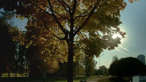 Autumn tree and sky Stock Footage 96745964
