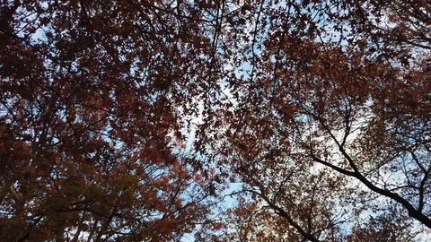 Autumn tree and sky Stock Footage 107078986