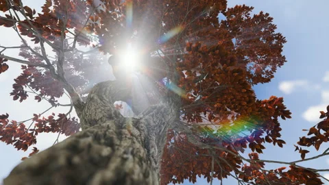 Autumn tree and sunrays breaking through the conopy, 4K, low angle view Stock Footage 165204097