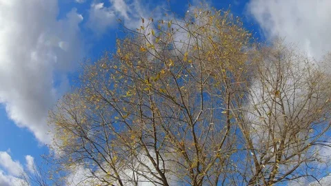 Autumn tree on a background Stock Footage 118989188
