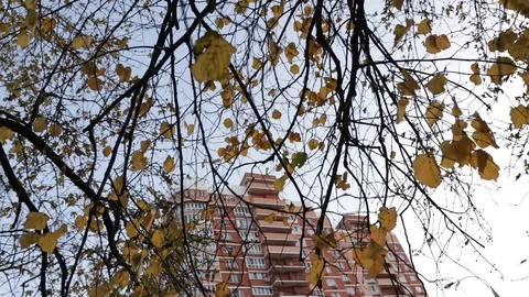 Autumn tree on the background of a multistory building Stock Footage 119916033