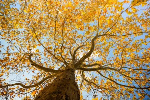 Autumn tree background Stock Photos