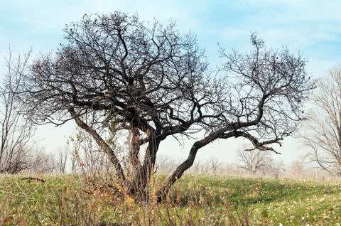 Autumn. A tree with bare branches Stock Photos