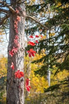 Autumn tree bark Stock Photos