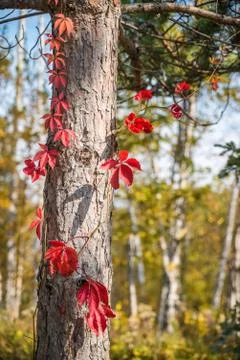 Autumn tree bark Stock Photos