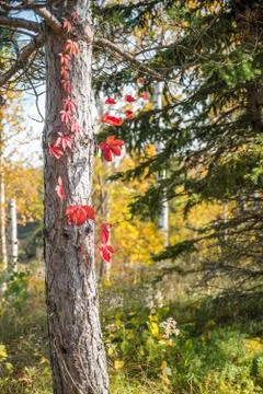 Autumn tree bark Stock Photos