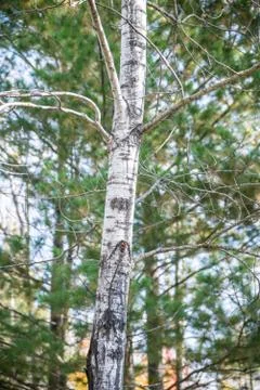 Autumn tree bark Stock Photos