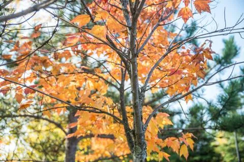 Autumn tree bark Stock Photos