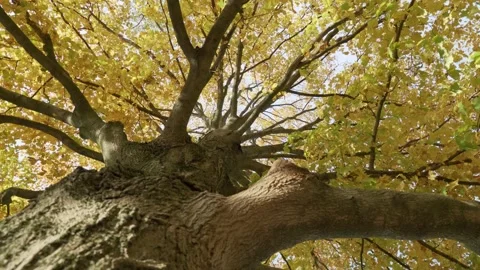 Autumn Tree Base Facing up Spin Stock Footage 141603201