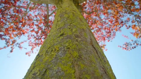 Autumn tree beautiful petals Stock-Footage 274035289
