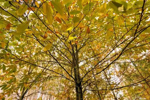 Autumn Tree From Below Stock Photos