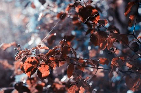 Autumn tree with big bright red leaves. Stock Photos