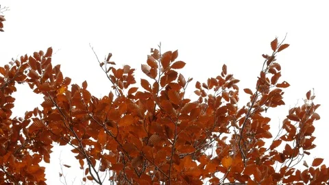 Autumn tree blowing in the wind on white background Stock Footage 106172310