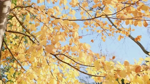 Autumn tree branch, many yellow leaves on the trees. Stock Footage 247302250