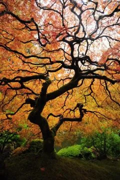 Autumn tree branch Stock Photos