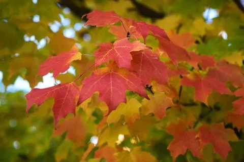 Autumn tree branch Stock Photos