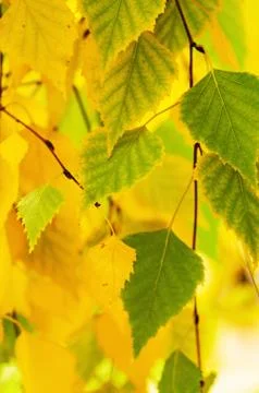 Autumn tree branch Stockfoto's