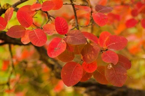 Autumn tree branch Stock-Fotos