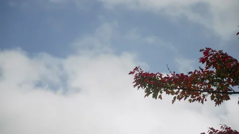 Autumn tree branch with rolling clouds in background 4k 60fps Stock Footage 163512734