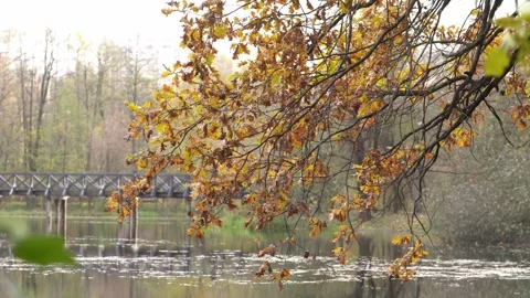 An autumn tree branch sways over a pond. Stock Footage 255129378