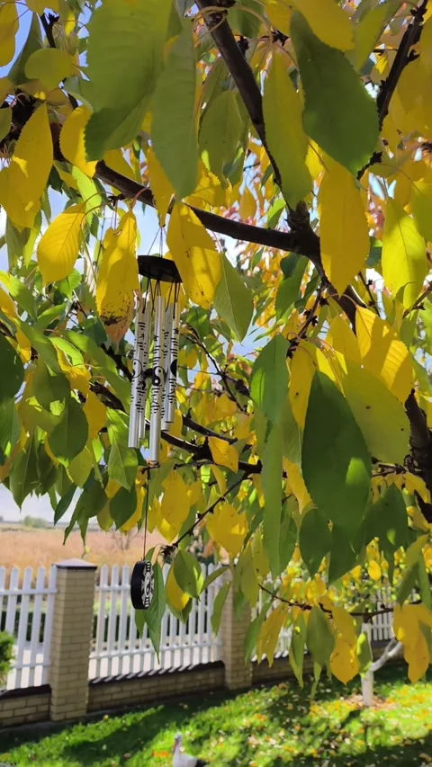 Autumn tree branch with vibrant yellow leaves holds delicate wind chimes for Stock Footage 320259134