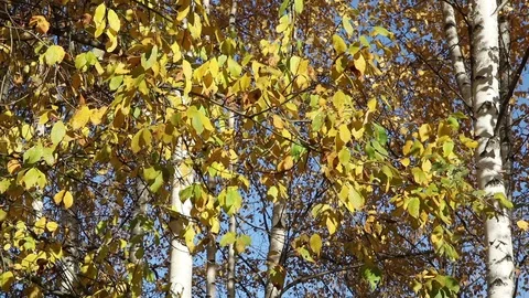 Autumn tree branch on the wind Stock Footage 104839975