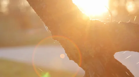 Autumn Tree Branche 4 Video stock 31900892