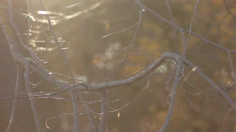 Autumn Tree Branches 2 Video stock 31898593