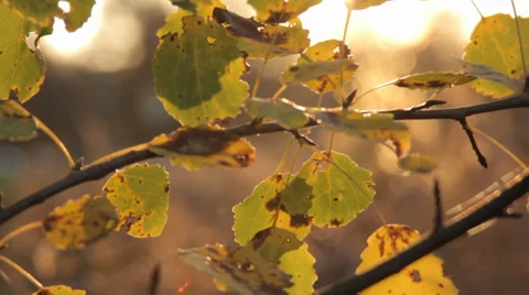 Autumn Tree Branches 3 Stock Footage 31900408