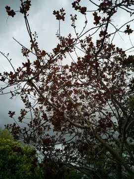 Autumn Tree Branches Against Overcast Sky Stock Photos