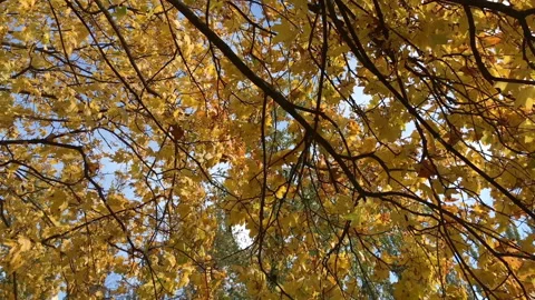Autumn tree. The branches of a beautiful tree and yellow leaves sway in the wind Stock Footage 164285378